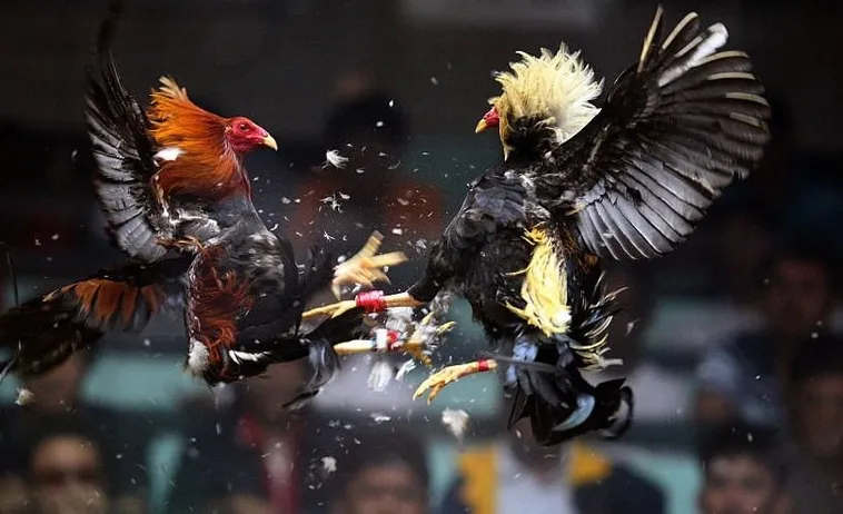 Bí Quyết Chinh Phục Đá Gà WS168 Tại WW88 Từ A Đến Z 1 Bí Quyết Chinh Phục Đá Gà WS168 Tại WW88 Từ A Đến Z