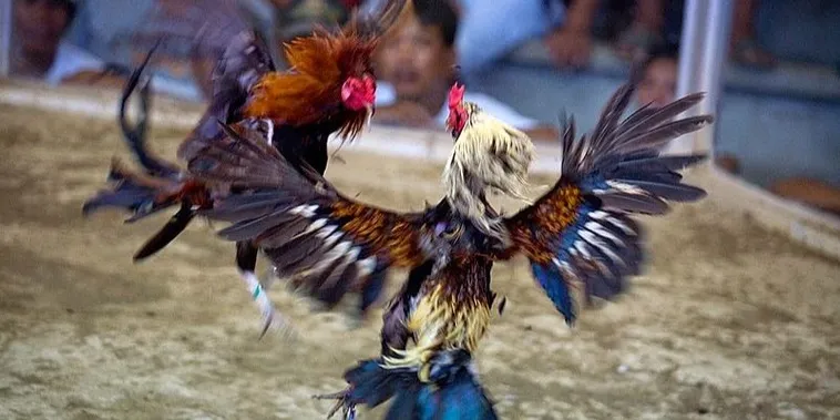 Bí Quyết Chinh Phục Đá Gà WS168 Tại WW88 Từ A Đến Z 2 Bí Quyết Chinh Phục Đá Gà WS168 Tại WW88 Từ A Đến Z